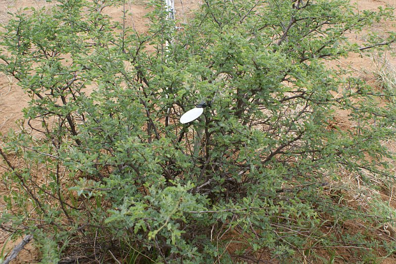 Albizia Anthelmintica